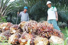 Jujur, disiplin, teliti, dan mampu berkomunikasi dengan baik. Gaji Karyawan Perkebunan Kelapa Sawit 2021 Cahunit Com