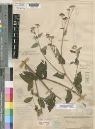 Image result for Gutenbergia rueppellii