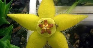 Image result for Buchnera speciosa