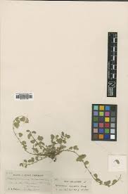 Image result for Aeschynomene heurckeana