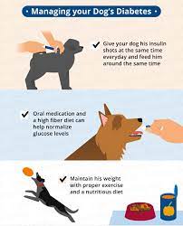 Dog Diabetes How To Care For A Diabetic Dog Canna Pet
