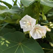 Image result for Dombeya kirkii