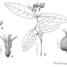 Image result for Coptosperma rhodesiacum