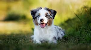 In 2020, the american kennel club (akc) has ranked the aussie as the 17th most popular dog in america. Australian Shepherd Blue Heeler Mix Breed Info More