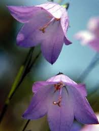 We strive for excellent and ship to all states fast. 24 Pennsylvania S Native Plants Ideas Native Plants Plants Garden