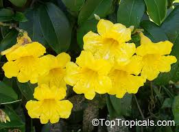 Image result for Adenocalymma