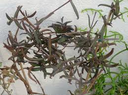 Kalanchoe Beauverdii Beauverd S Widow S Thrill World Of Succulents Succulents Long Lasting Flower Small Plants