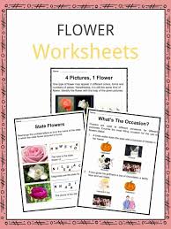Their stalked flowers are commonly available in shades of pink, purple, blue, and white, plus they add both softness and height to any garden. Flower Facts Worksheets Types History For Kids