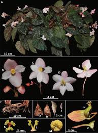South unit 2a strathroy, on. Taxonomic Studies On Begonia Begoniaceae In Myanmar I Three New Species And Supplementary Description Of Begonia Rheophytica From Northern Myanmar