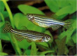 Danio nigrofasciatus also known as: Danio Rerio Zebra Danios My Aquarium Club