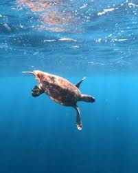 Hawksbills get their common name from the shape of its hooked jaw. 11 Hawksbill Turtle Ideas Turtle Sea Turtle Baby Turtles