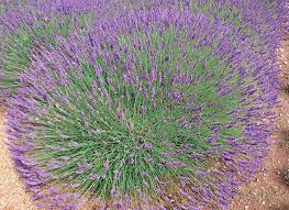 We did not find results for: 5 Long Blooming Perennials That Add Color To Your Garden Year After Year Hobby Farms