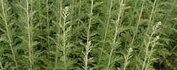Image result for Artemisia afra