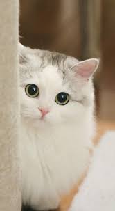 Khusus kucing putih intip 8 potret aksinya berkacamata bak profesor. 36 Cute And Lovely Cats Make You Happy Sooant Cute Baby Cats Cute Panda Drawing Baby Cats