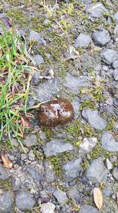 Image result for marten poop