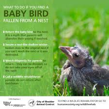 Spring is here which means doorbell helpless baby but to start falling out of their list so we know we also know that if you have a heart going to watch a rescue but not so fast some birds don't need your charity to that end there's a quick guide for. City Of Boulder On Twitter Save An Animal S Life Here S What To Do If You Come Across A Baby Bird