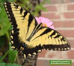We did not find results for: Eastern Tiger Swallowtail Butterfly Size Colors Life Span Host Plants Photographs