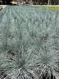 Image result for Festuca simensis