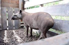 Photograph by joel sartore, national geographic photo ark. 22 Tapir Captures 50 Camera S 460 Road Kills And 1 New Prestigious Award Future For Nature