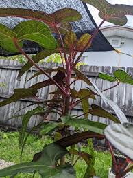 Image result for Abelmoschus