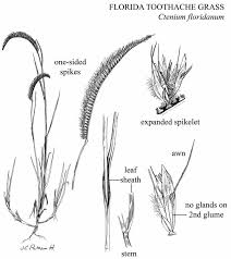 Image result for Ctenium