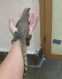 Cara Gambar Biawak