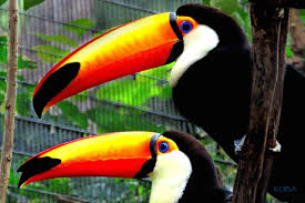 Level up your learning and give yourself tougher challenges with more translations, unlimited juegos. Toco Toucan Honolulu Zoo Society