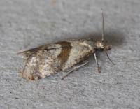 Image result for Cochylidia implicitana