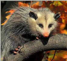 Check spelling or type a new query. Opossum Faq Opossum Society Of The United States