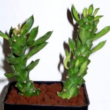 Image result for Monadenium pseudoracemosum