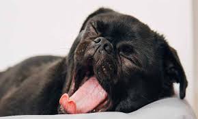 We did not find results for: Can I Give My Dog Melatonin Benefits And Side Effects
