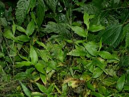 Image result for Panicum brevifolium