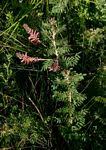 Image result for Indigofera subulifera