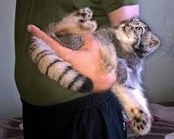 Манул (felis manul или otocolobus manul) — это дикое животное, принадлежащее к семейству кошачьих и подсемейству малых кошек. Manul Dasha Pikabu