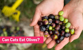 Shop losada manzanilla olives, perfect in martinis. Can Cats Eat Olives How About Black Green And Olive Oil