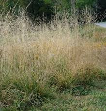 Image result for Deschampsia cespitosa