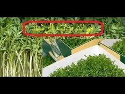 هل تعرف فوائد الرشاد الأخضر فوائد رائعة وطبيعية استخدامات حبوب الرشاد herbs blog posts blog