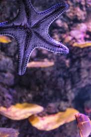 The stardew valley purple starfish question is sure to stump many. Purple Starfish On An Aquariums Window With A Coral Reef In The Back By Akela From Alp To Alp Coral Sea Star Stocksy United
