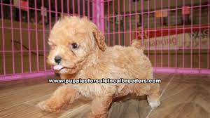 Current with shots and de wormed. Puppies For Sale Local Breeders Beautiful Red Toy Poodle Puppies For Sale Georgia Local Breeders Gwinnett County Ga At Lawrenceville Puppies For Sale Local Breeders