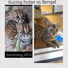 Kucing bengal berasal dari california, amerika serikat. Kucing Bengal Indonesia Perbedaan Kucing Hutan Dan Kucing Bengal