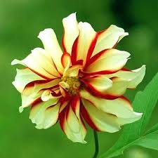 Here you can find different types of flower pictures, among them red flowers, white flowers, rose flowers, spring flowers, flower wallpapers and other flower images. Mary Flower Seeds Different Colors Mixed 1 Pack 40 Seeds Blended Color Flowers Plant Seeds Flower Seeds Beautiful Garden Garden Pond Water Features Seed Cucumberseeds Chinese Aliexpress