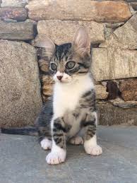 A Kind Hearted Woman Found The Tiniest Kitten She Had Ever Seen And Went On An Incredible Journey To Save The K Cute Cats And Dogs Tiny Kitten Cats And Kittens