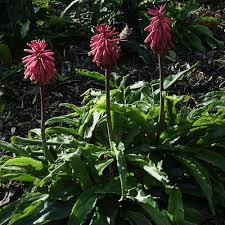 Image result for Veltheimia