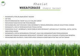Manfaat atau khasiat rumput gandum (wheatgrass) bagi kesehatan tubuh manusia. Greenspace My Pantai Valley Kuala Lumpur Malaysia Facebook