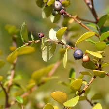 Image result for Myrsine africana