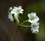 Image result for Commicarpus pilosus