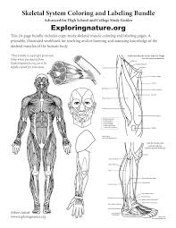 Human anatomy & physiology is one of my favorite science topics to teach, and learn about (i guess that's why i was a nurse in my former life). Muscular System Coloring And Labeling Bundle Downloadable Only