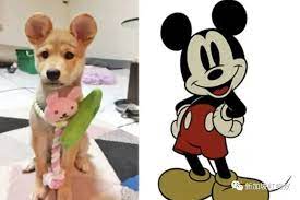 Mickey Ears' Cosmetic Procedure for Pets Sparks Controversy in China