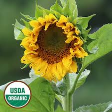 In general, plant sunflower seeds at least 1/2 inch deep. Mongolian Giant Sunflower Organic Seed Savers Exchange