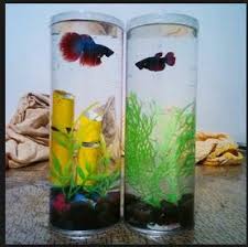 Jika anda ingin aquarium dari bahan bekas seperti gelas wine, bohlam lampu, atau teko seperti yang diulas di atas, maka anda perlu membersihkan wadah tersebut terlebih dahulu dan memastikan tempat bekas tersebut layak untuk ditempati ikan. Model Aquarium Toples Unik Harga Murah
